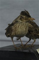 Oriental Skylark Collection Image, Figure 1, Total 11 Figures